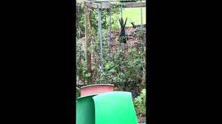 CORN EATING Rodents 🐀 gardening gardendesign [upl. by Cavill]