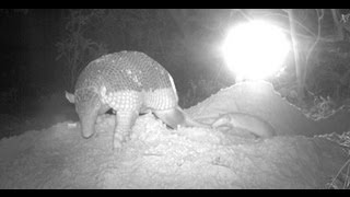 Rare giant armadillo birth recorded [upl. by Tillio820]