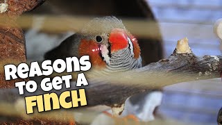 Reasons Why You Should Get a Zebra Finch [upl. by Ireg862]