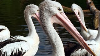 WeltVogelpark Walsrode  Brillenpelikan  Australian Pelican [upl. by Heidy775]