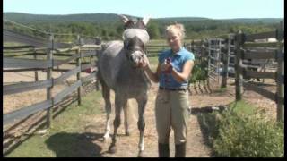 Horse Care amp Riding  How to Lead a Horse Safely [upl. by Snell]