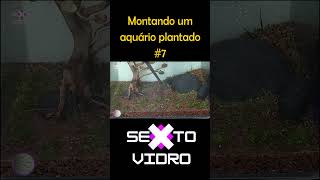 Montando um aquário plantado shorts 7 [upl. by Aoh]