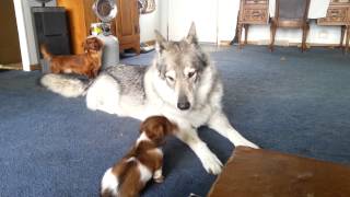 Wolf hybrid playing with little dogs [upl. by Gathard]