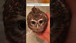 Cute baby owl owl babyowl short [upl. by Ecyak]