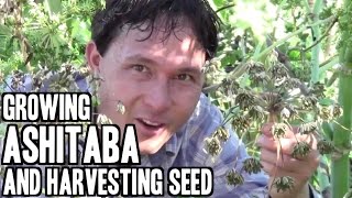 Growing Ashitaba aka Angelica Keiskei amp Harvesting Seeds [upl. by Ameen]