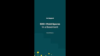 500 mold spores in a basement [upl. by Nero]