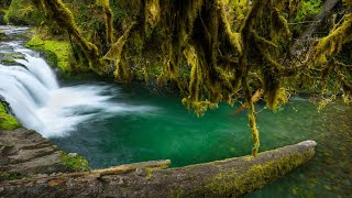 RAINFOREST SOUND  RIVER STREAM  RELAXING NATURE [upl. by Koloski]