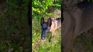 Puppy Trooper keeps showing he is learning searchdog malinois workingdog [upl. by Okihsoy62]