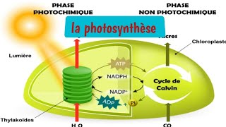 La photosynthèse  organisation et fonctionnement des PSII et PSI [upl. by Ecinereb]