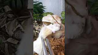 I Filmed A Gaboon Viper Shedding Its Fangs In SlowMo [upl. by Harelda745]