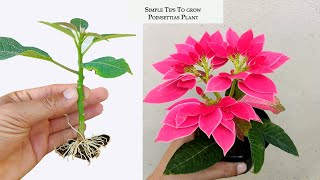 How to propagate poinsettia plant in simple method [upl. by Beore559]