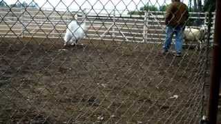 Samoyed Dog Herding  3 [upl. by Drogin]