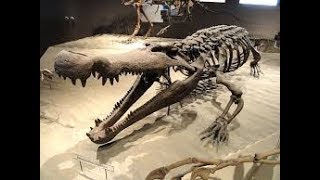 Dinosaur Documentary  Fossils of the Gobi Desert [upl. by Nosam]