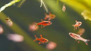 Boraras Brigittae dans un aquarium cubique  HD 1080p [upl. by Elston]