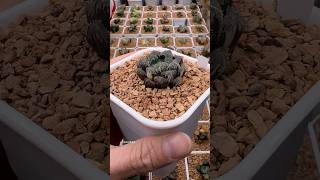 Haworthia Obtusa Red Rock Variegated plants succulents haworthia plantcollection [upl. by Trixi]