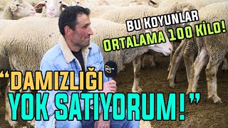 Damızlığı YOK SATIYORUM  quotBu Koyunlar Ortalama 100 Kiloquot [upl. by Suriaj]