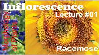 Inflorescence Lecture 01 Racemose for BS [upl. by Oakes]