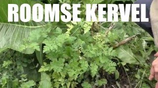 Roomse Kervel Myrrhis odorata Sweet cicely [upl. by Akemrej536]