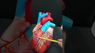 Coronary Arteries of the Heart Supply Areas and Dominance Explained [upl. by Eeuqram]