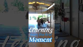 Your Horse Learning from the FirstMoment from barn to arena teachable moments training fyp [upl. by Rubina]