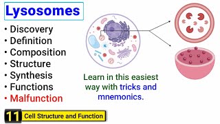 Lysosomes structure and function  Complete concept with Tricks  J Biology [upl. by Marella]