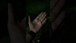 How Fireflies Light Up science sciencefacts [upl. by Siduhey]