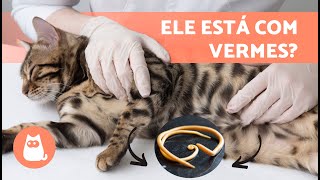 VERMES em GATOS 🐱🐛  Sintomas contágio e tratamento natural [upl. by Sale48]