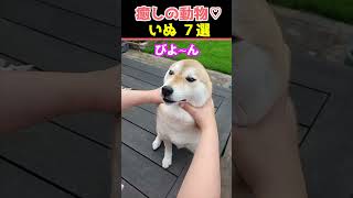 【癒しの犬】SNSでバズった動物かわいい犬動画７選！【Healing Dogs】7 Adorable Dog Videos That Went Viral on Social Media [upl. by Letha430]