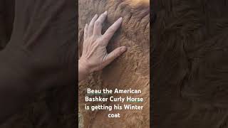 BEAU the basker curly horse is getting his winter coat winteriscoming hypoallergenic [upl. by Raskind]