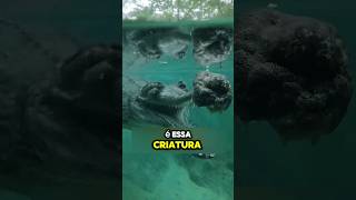 Está Criatura é muito ASSUST4DORA animals curiosidades viralvideo shorts crocodile meme [upl. by Gisella]