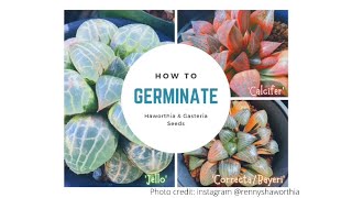 How to Germinate Haworthia amp Gasteria Seeds [upl. by Nauqel]