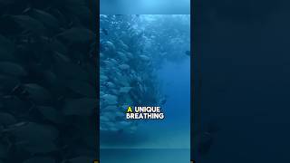 Why Tuna Die Instantly When Brought to Shore shortsviral shortsfeed shortsvideo shorts [upl. by Firestone]