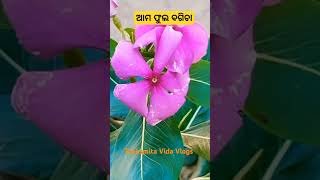 ଆମ ଫୁଲ ବଗିଚା flowers farming shorts ytshorts praksmitasvidavlogs [upl. by Mitchiner]