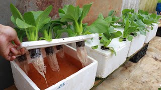 Growing Hydroponic Vegetable Garden at Home  Easy for Beginners [upl. by Secrest614]