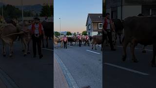 Alpaufzug Appenzell Innerrhoden 🇨🇭🐄🔔 [upl. by Iduj]