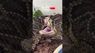 5 Snakes Yawning That Will Make You Yawn Too Viper snakes 🐍 [upl. by Aihseken]