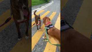 Awesome life of a Golden Retriever 99 shorts shortsvideo short shortvideo dog goldenretriever [upl. by Simsar235]