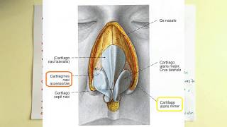 Burun Anatomisi Nasus [upl. by Junie764]