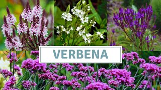 How To Grow Verbena Bonariensis And Verbena Hastata [upl. by Einnil]