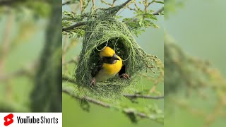 Weaver Bird builds his nest amp tries to attract a female Shorts [upl. by Heydon224]