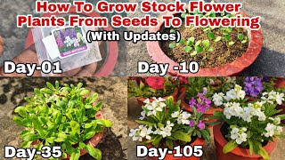 How To Grow Stock Flower Plants From Seeds With Updates Till Flowering [upl. by Atnas]