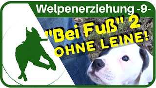 Welpenerziehung Teil 9  quotBEI FUßquot  üben OHNE LEINE [upl. by Aikenahs]