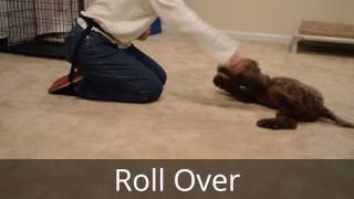 Chip 16WeekOld Lagotto Romagnolo Puppy Obedience Training [upl. by Mansfield]