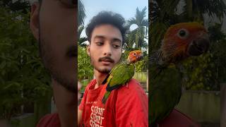 Sunconur hand feed baby price 🦜 mini vlogs with birds sunconure birds birdslover shortvideo [upl. by Nitsu150]