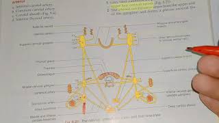 Cervical portion of sympathetic trunk [upl. by Anibor]