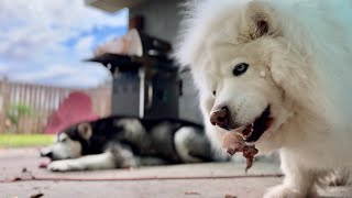 Clever Husky Masterfully Opens Door To Feast On Raw Steak husky alaskanmalamute asmrsounds [upl. by Clemmie663]