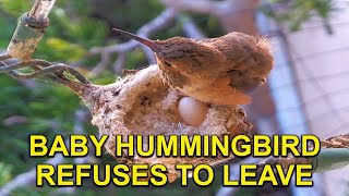 Rare Footage of Baby Hummingbirds SURPRISE After Fledge [upl. by Tanner]