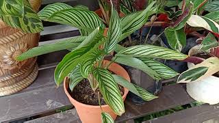 3 Reasons Why Calathea Leaves Curl Up And How To Fix It [upl. by Pascale]