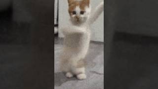 Cute cat dance😺  cat dance shorts viralvideo [upl. by Sudnor]