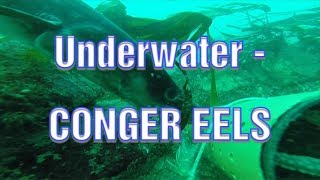 Sea Fishing UK  UNDERWATER FOOTAGE CONGER EEL  Conger Eels [upl. by Pence634]